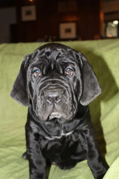 Cuccioli di Mastino Napoletano in Vendita | Foto 2