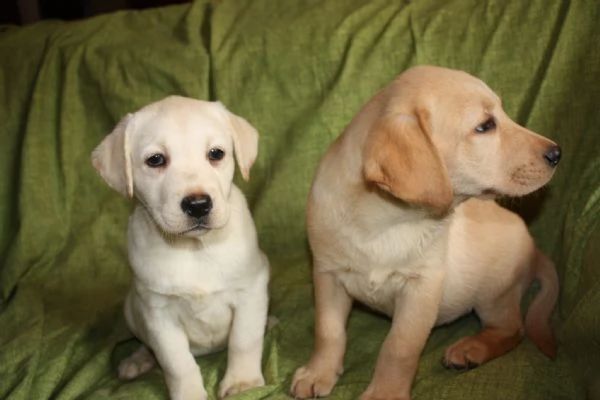 Cuccioli di Labrador Neri e Biondi in Vendita | Foto 5