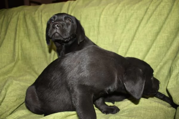 Cuccioli di Labrador Neri e Biondi in Vendita | Foto 3