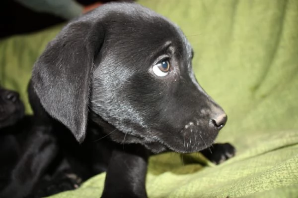 Cuccioli di Labrador Neri e Biondi in Vendita | Foto 2