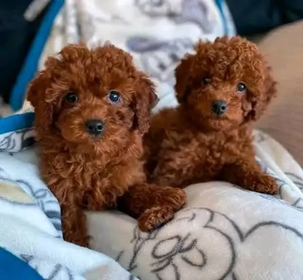 cucciolo di barboncino regalo in adozione | Foto 3