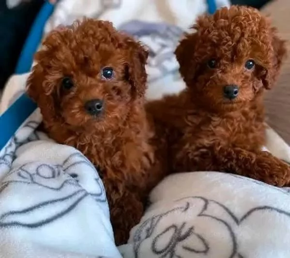 cucciolo di barboncino regalo in adozione