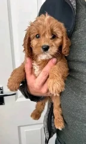 regalo adorabili cuccioli cavoodle in adozione | Foto 6