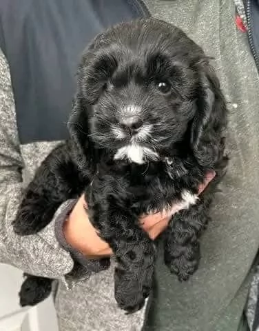 regalo adorabili cuccioli cavoodle in adozione | Foto 5