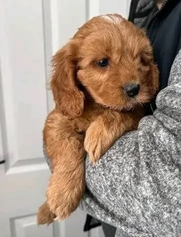 regalo adorabili cuccioli cavoodle in adozione