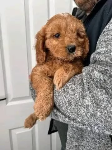 regalo adorabili cuccioli cavoodle in adozione | Foto 4