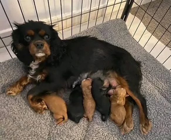 regalo adorabili cuccioli cavoodle in adozione | Foto 3