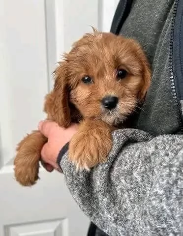 regalo adorabili cuccioli cavoodle in adozione | Foto 1