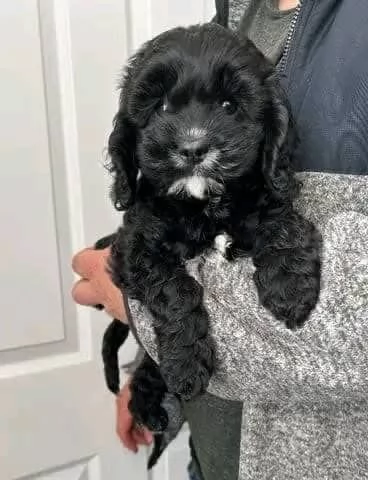 regalo adorabili cuccioli cavoodle in adozione | Foto 0