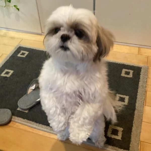 regalo cuccioli di shih tzu in adozione | Foto 3