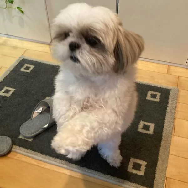 regalo cuccioli di shih tzu in adozione | Foto 2