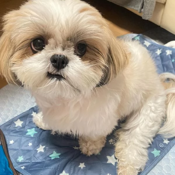 regalo cuccioli di shih tzu in adozione | Foto 1