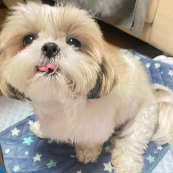 regalo cuccioli di shih tzu in adozione