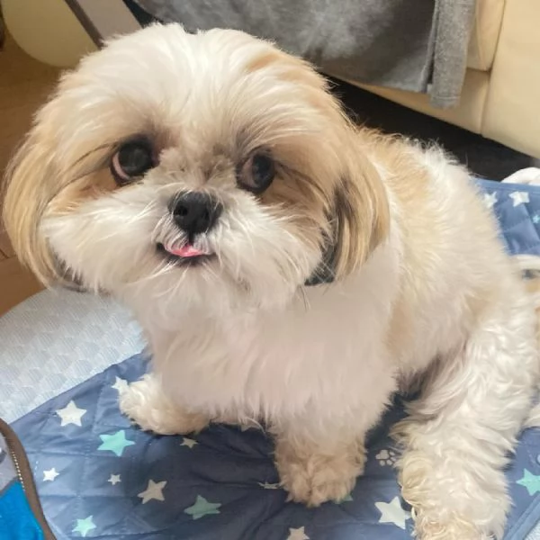 regalo cuccioli di shih tzu in adozione | Foto 0