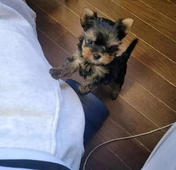 regalo cuccioli di yorkshire terrier in adozione | Foto 5