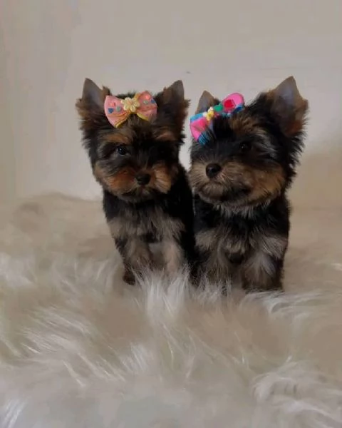 regalo cuccioli di yorkshire terrier in adozione | Foto 4