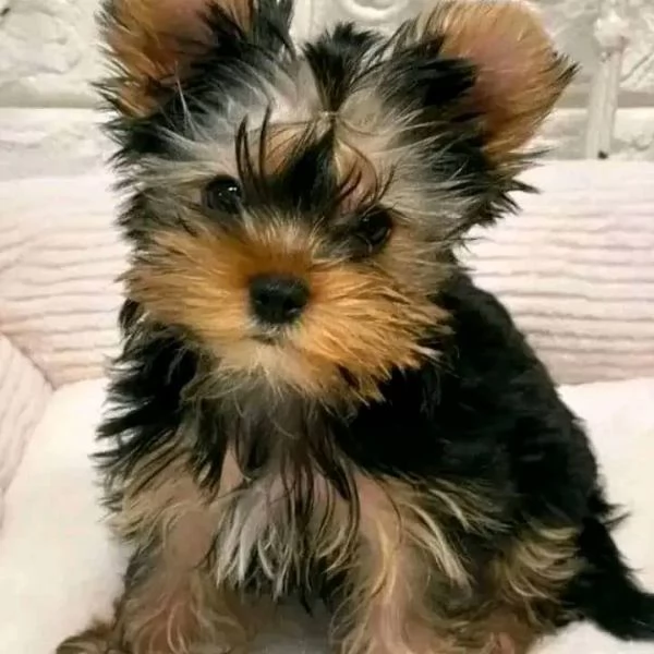 regalo cuccioli di yorkshire terrier in adozione | Foto 3