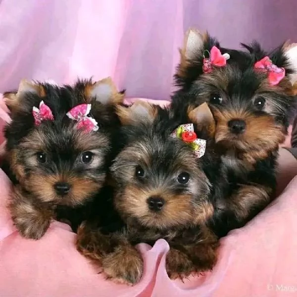 regalo cuccioli di yorkshire terrier in adozione | Foto 2