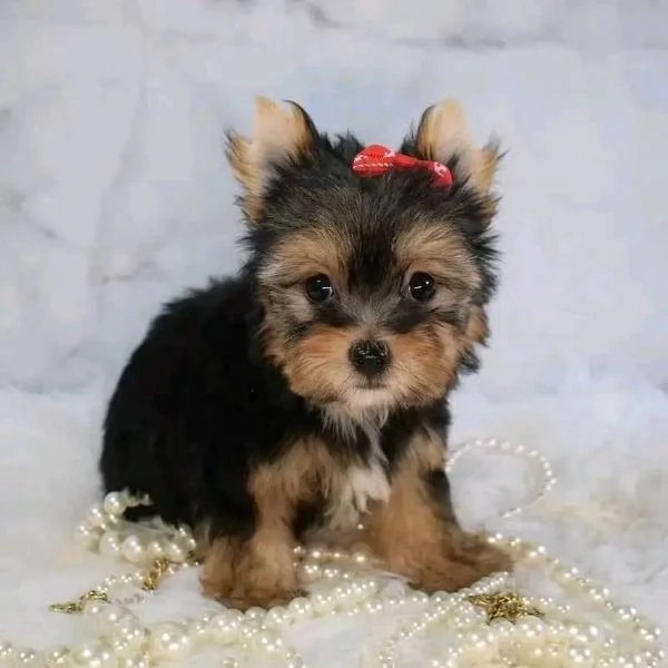 regalo cuccioli di yorkshire terrier in adozione