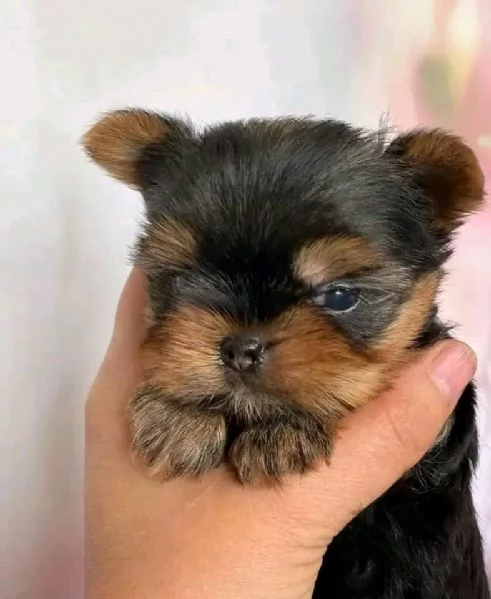 regalo cuccioli di yorkshire terrier in adozione | Foto 0