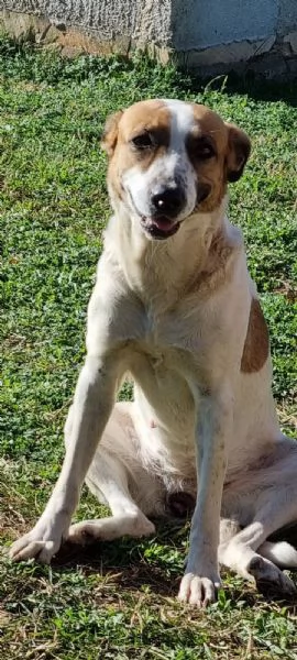 ADOTTATE QUESTA DOLCE CAGNOLINA