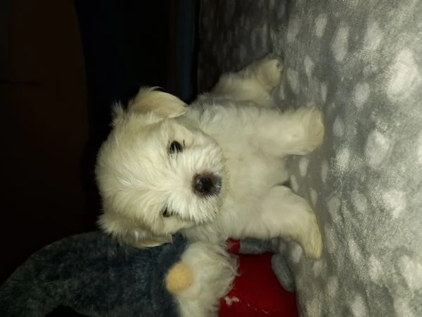 Cuccioli maltese