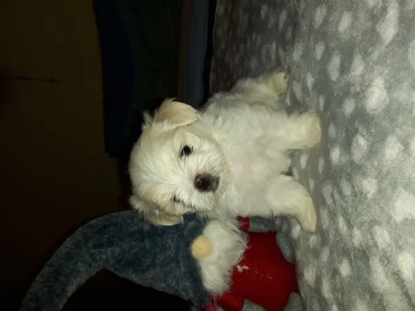 Cuccioli maltese | Foto 0