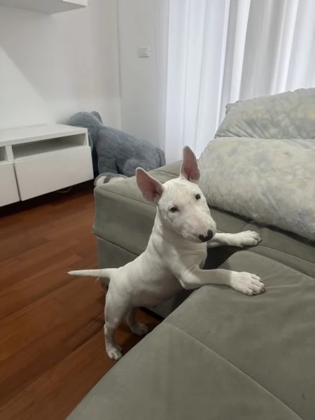 Bull terrier miniatura 