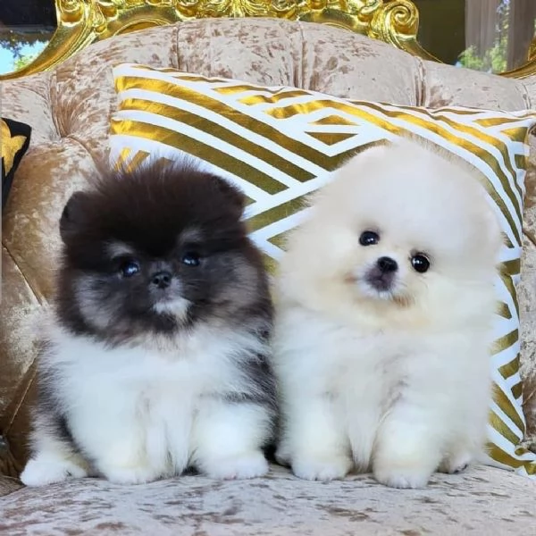 Fantastici cuccioli di Pomerania disponibili