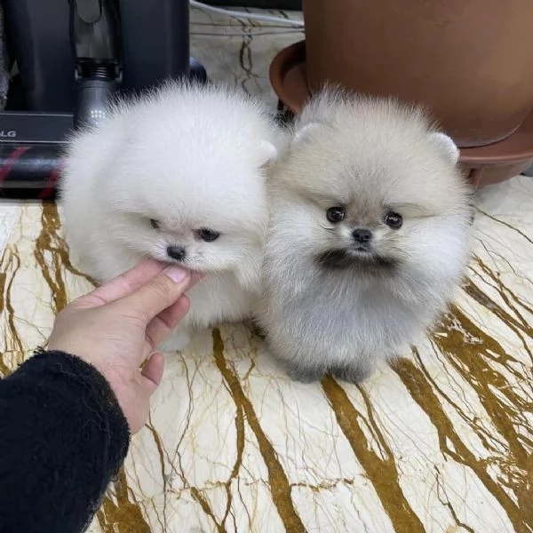 Fantastici cuccioli di Pomerania disponibili | Foto 0