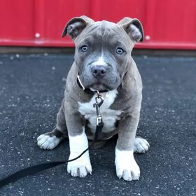 Adorabili cuccioli di pitbull dal naso blu in cerca di adozione  | Foto 0