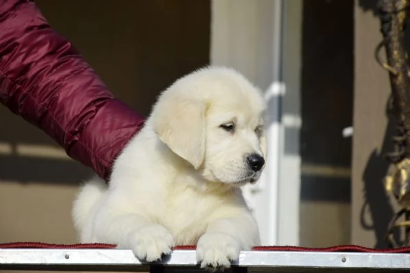 Disponibili cuccioli di Golden Retriever.