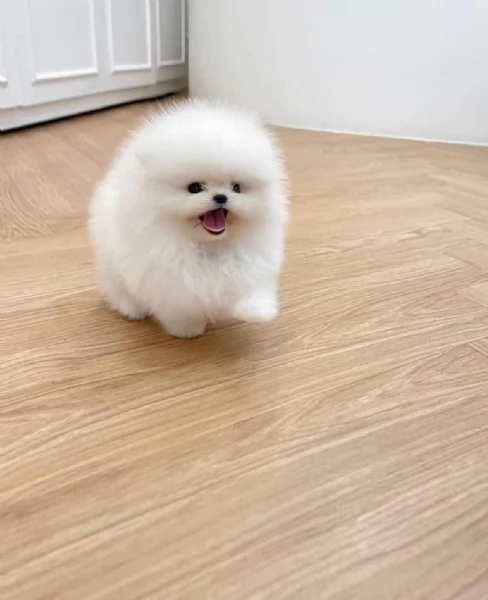 Cuccioli di Pomerania Toy in cerca di adozione | Foto 0