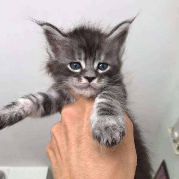 Adorabili gatti del Mainecoon.