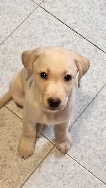 Cuccioli LABRADOR | Foto 6