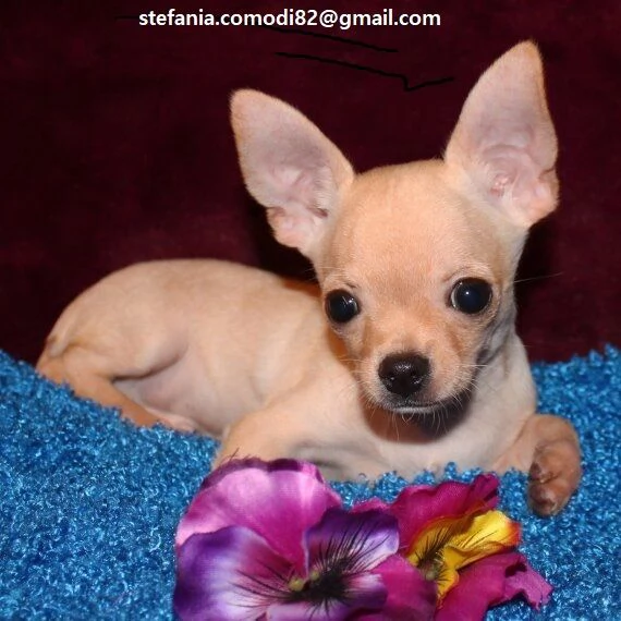 Regalo cuccioli di chihuahua Mini toy cuccioli di chihuahua mini toy  , ancora disponibili un maschi