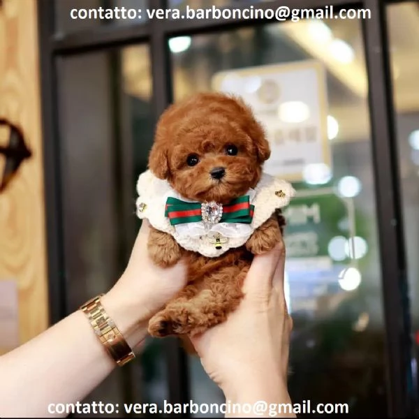  Cuccioli di barboncino nano disponibili i piccoli verranno ceduti dopo i 70 giorni dalla nascita , 