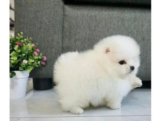 Cucciolo Adorabili cuccioli di Pomeranian 