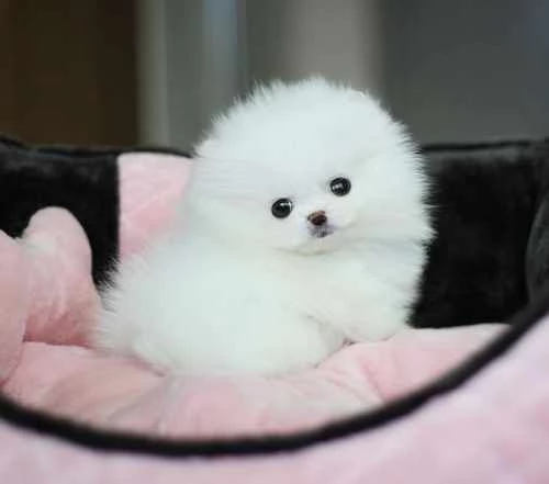 Cucciolo Cuccioli di Pomerania Toy