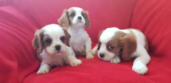 regalo cuccioli di Cavalier King maschi e femmine | Foto 1