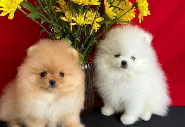 regalo cuccioli di Pomerania maschi e femmine | Foto 1