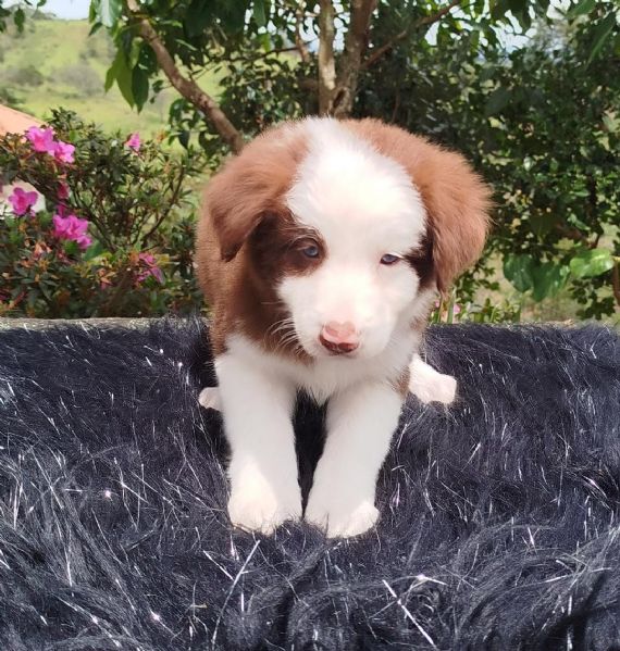 Regalo cuccioli di Border Collie maschi e femmine | Foto 1