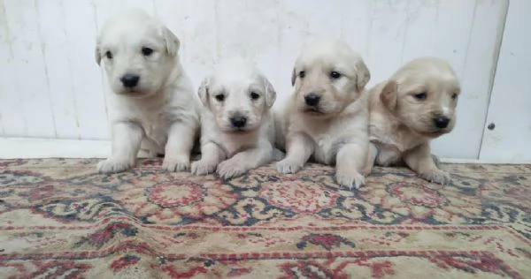 Regalo cuccioli di Golden Retriever maschi e femmine | Foto 0