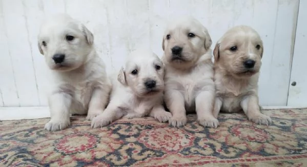 Regalo cuccioli di Golden Retriever maschi e femmine