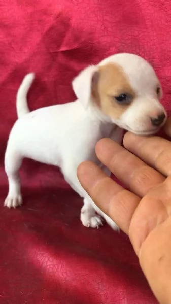 regalo cuccioli di Jack Russel maschio e femmina | Foto 2