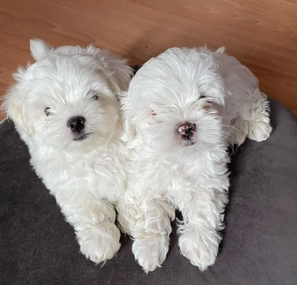 regalo cuccioli di maltese maschi e femmine | Foto 1