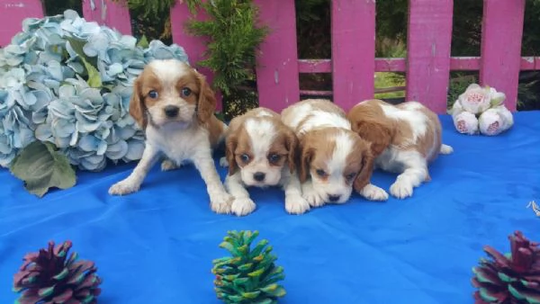 regalo cuccioli di Cavalier King maschi e femmine