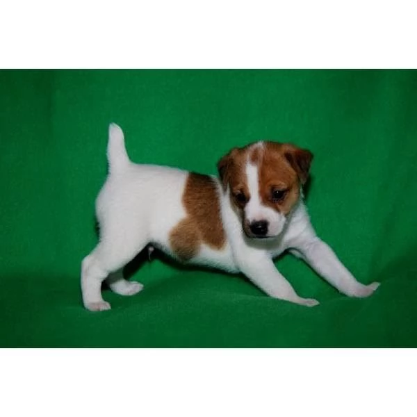 Regalo Jack Russell Terrier