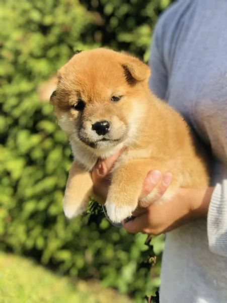 Disponibili due cucciole Shiba Inu