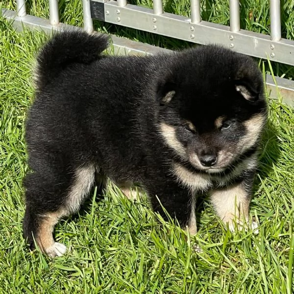 Shiba inu cuccioli !